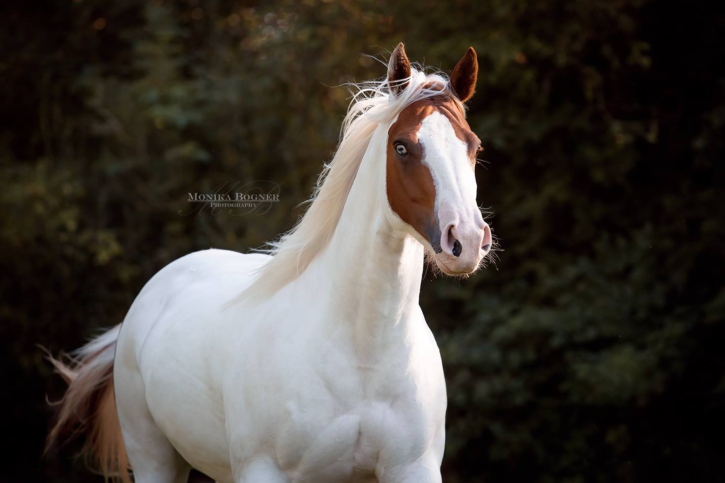 The pretty PH mare Betty ❤